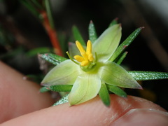 Hibbertia cistiflora