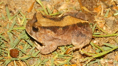 Proceratophrys cristiceps