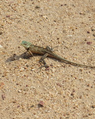 Calotes versicolor