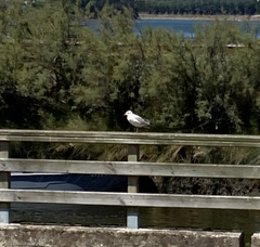 Chroicocephalus ridibundus