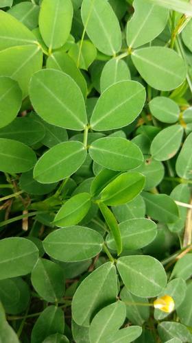 Arachis pintoi