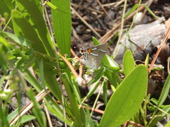 Strymon acis bartrami