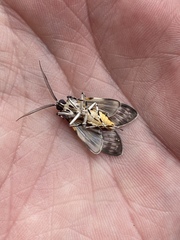 Eucereon myrina