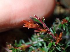 Micrantheum ericoides