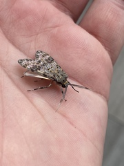 Eucereon myrina