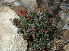 Micrantheum ericoides
