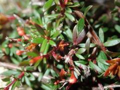 Micrantheum ericoides