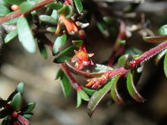 Micrantheum ericoides