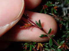 Micrantheum ericoides