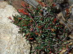 Micrantheum ericoides