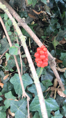 Arum maculatum