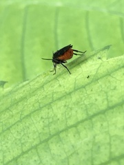 Arge abdominalis