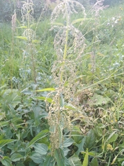 Urtica dioica