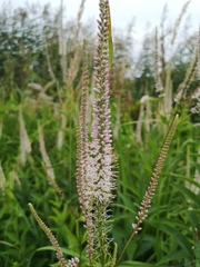 Veronicastrum