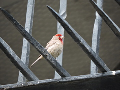 Haemorhous mexicanus