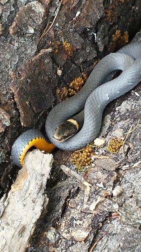 Ring-necked Snake photographed in Vermont