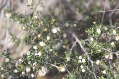 Spyridium eriocephalum