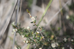 Spyridium eriocephalum