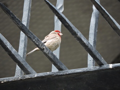 Haemorhous mexicanus