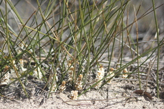 Lomandra juncea