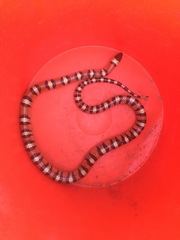 Lampropeltis gentilis