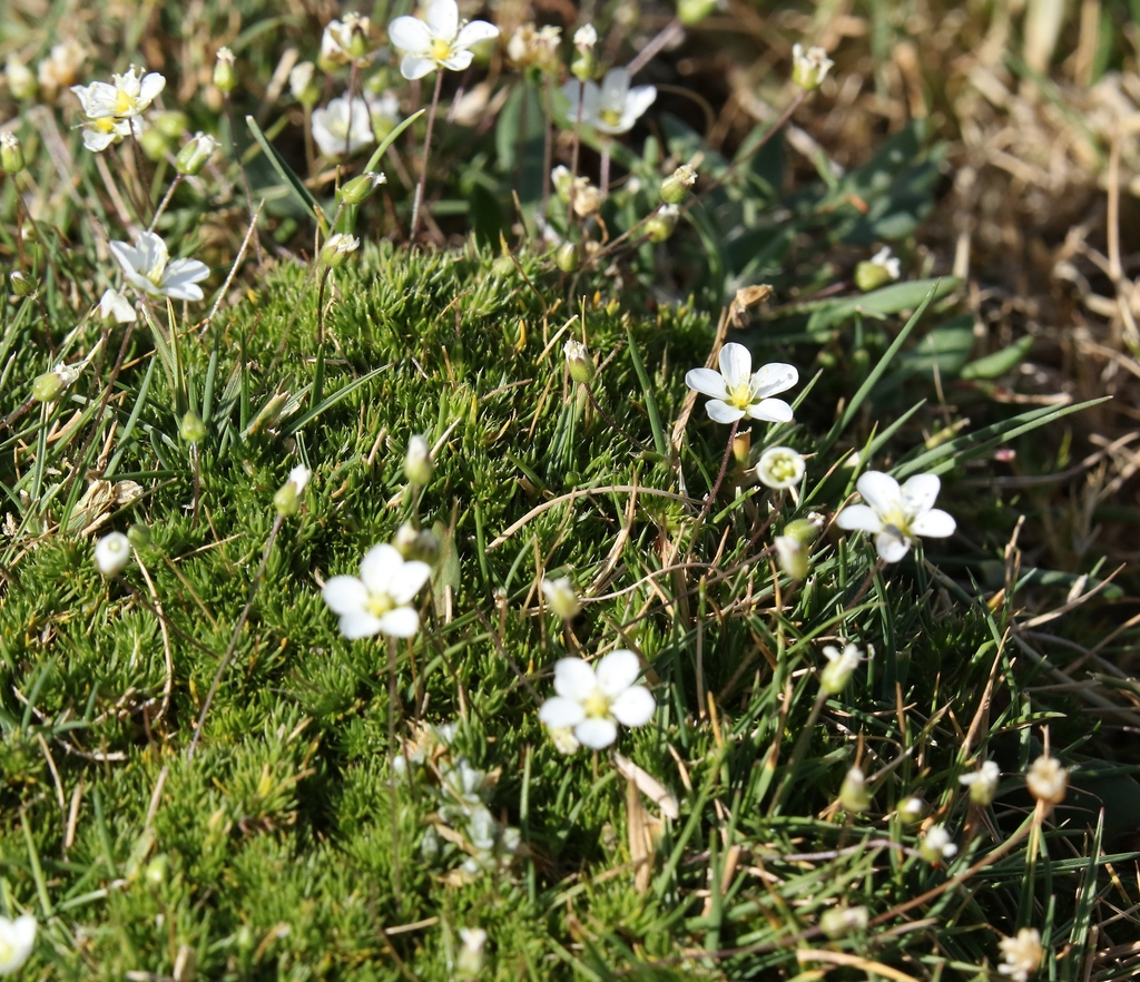 Irish moss