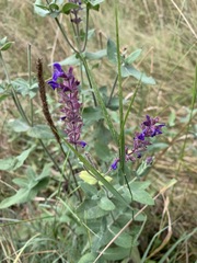 Salvia