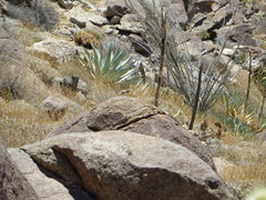 Crotaphytus vestigium