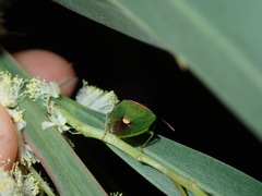 Ocirrhoe unimaculata