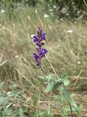 Salvia