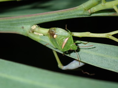 Ocirrhoe unimaculata