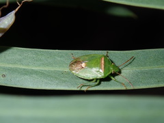 Ocirrhoe unimaculata