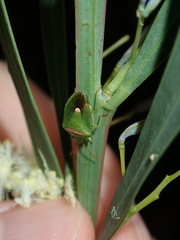 Ocirrhoe unimaculata