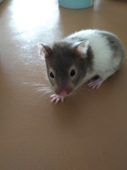 Mesocricetus auratus