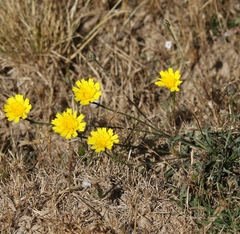 Hypochaeris cretensis