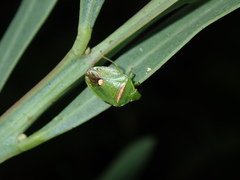Ocirrhoe unimaculata