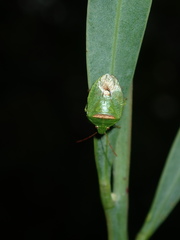 Ocirrhoe unimaculata