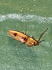 Conoderus vespertinus