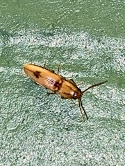 Conoderus vespertinus