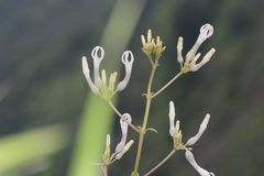 Ceropegia rollae
