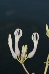 Ceropegia rollae