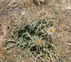 Carlina macrocephala