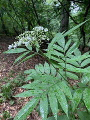 Sambucus ebulus