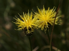 Centaurea rupestris