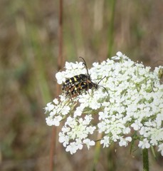 Typocerus sparsus