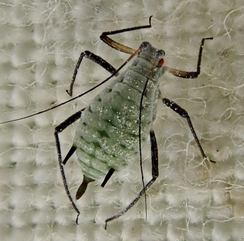 Mugwort Aphid