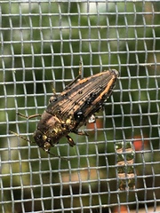 Buprestis lineata