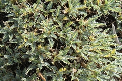 Astragalus genargenteus