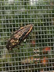 Buprestis lineata