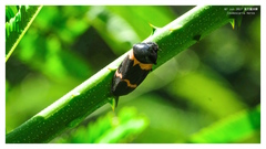 Cosmoscarta abdominalis